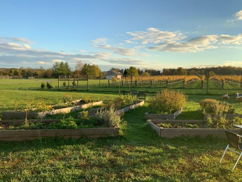 From Washington, DC: Virginia Wine Country Private Day-Trip - Key Points