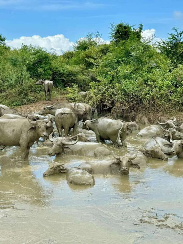 From Weligama : Udawalawa National Park Safari Tour - Key Points