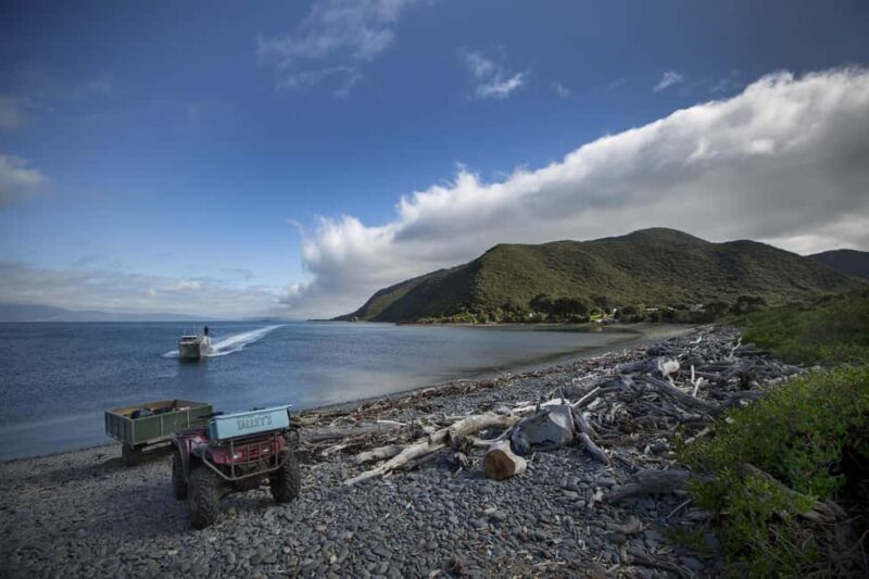 From Wellington: Kapiti Island Classic Guided Day Tour - An In-Depth Look at the Kapiti Island Guided Day Tour