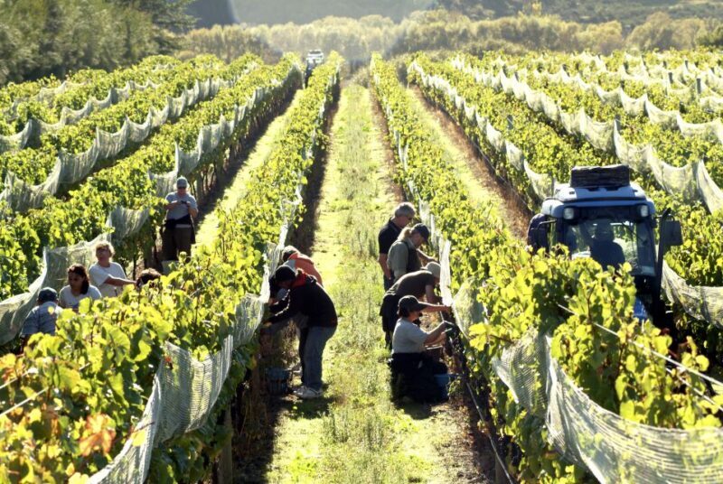 From Wellington: Martinborough Winery Tour - Who Should Consider This Tour?