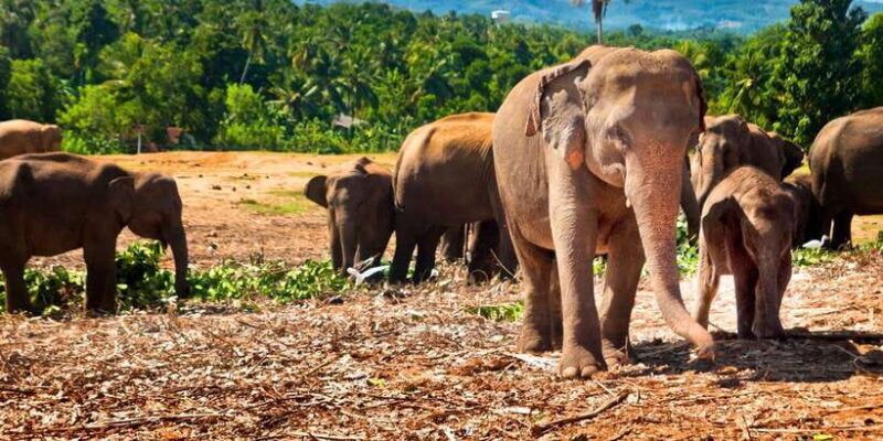 From west coast: Kandy, Pinnawala, Botanical & Tea gardens - Exploring the Tour in Detail