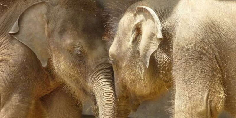 From west coast: Kandy, Pinnawala, Botanical & Tea gardens - FAQ