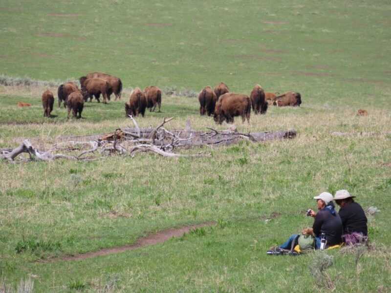 From West Yellowstone: Lamar Valley Wildlife Tour by Van - Final Thoughts: Who Will Enjoy This Tour?