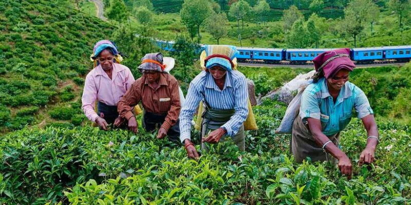 From Yala / Tissa - Day Trip to Experience Ella Peaks - Discover Ella’s Charm: A Day Trip from Yala or Tissa