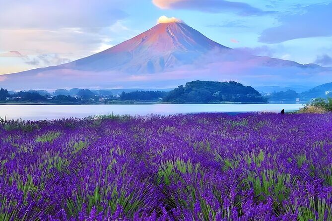 From Yokohama Port Arakurayama & G. Outlets 10 Hour Private Tour - Who Is This Tour Best Suited For?