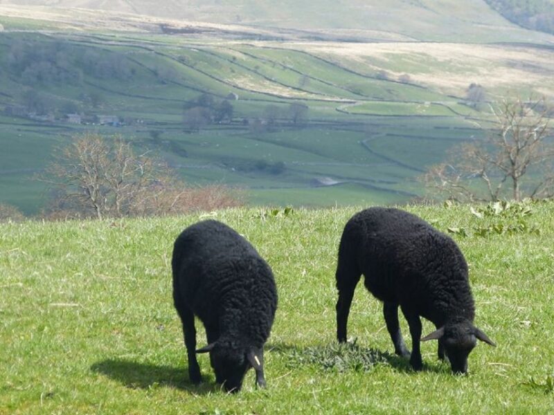 From York: Full-Day Yorkshire Dales Tour - An In-Depth Look at the Yorkshire Dales Tour