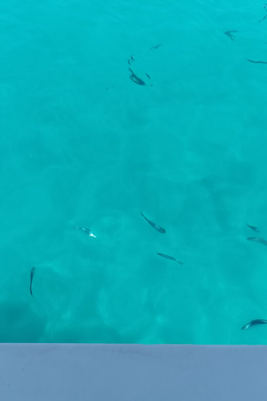 From Zadar: Sakarun Beach Private Speed Boat Tour - What to Bring