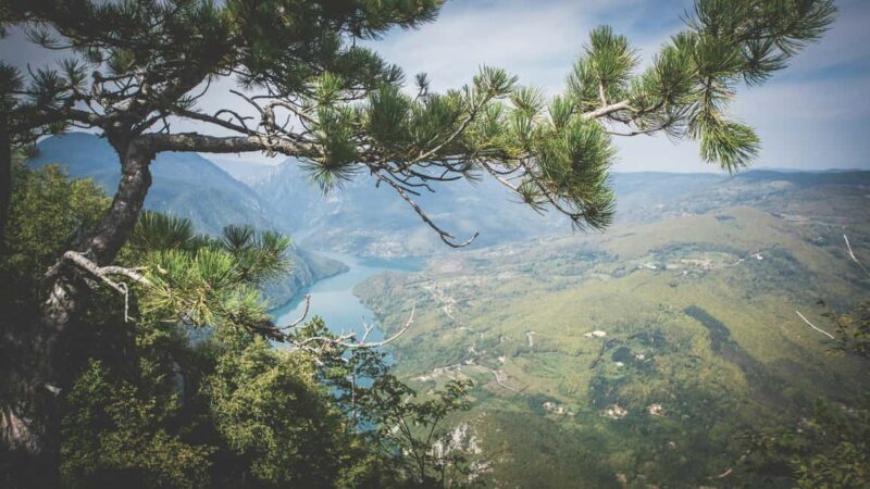 From Zlatibor/Uice: Tara National Park Adventure - An In-Depth Look at the Tara National Park Tour