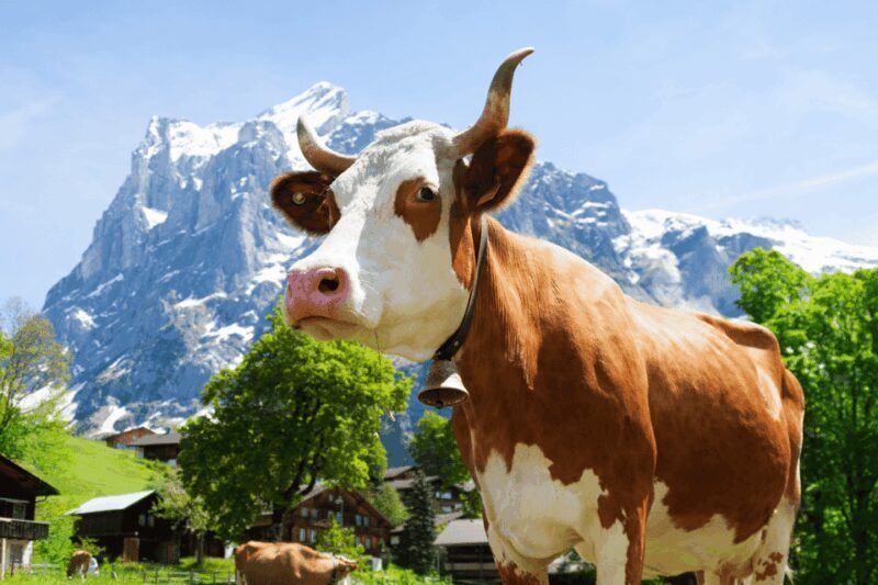 From Zurich: Chocolate and Cheese Tour in Appenzell - Analyzing the Value and Suitability