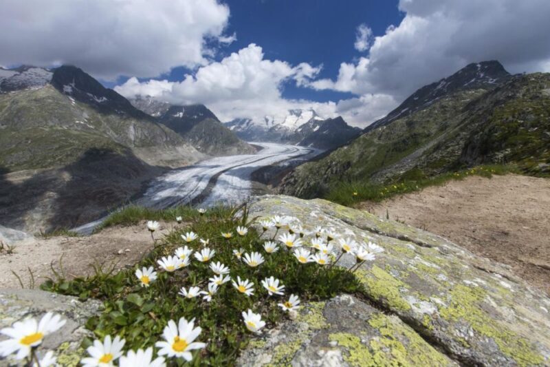 From Zurich: Jungfraujoch Guided Day Tour with Cogway Train - Authentic Experiences and Highlights