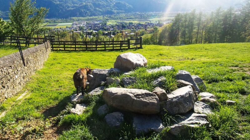 From Zurich: Private Trip to Liechtenstein and Heidiland - In-Depth Review of the Tour Experience