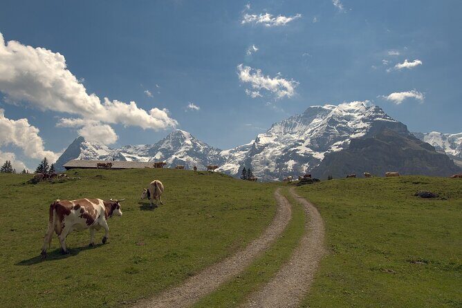 From Zurich to Top of Europe Jungfraujoch private tour - Overall Value and Who Will Love This Tour