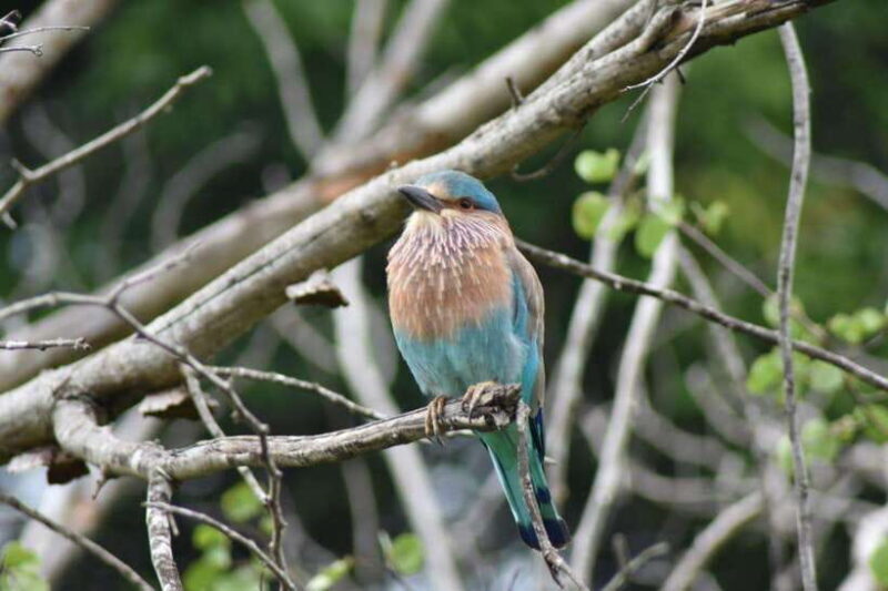 From:Mirissa/Galle/Hilkaduwa with Udawalawe safari - Key Points