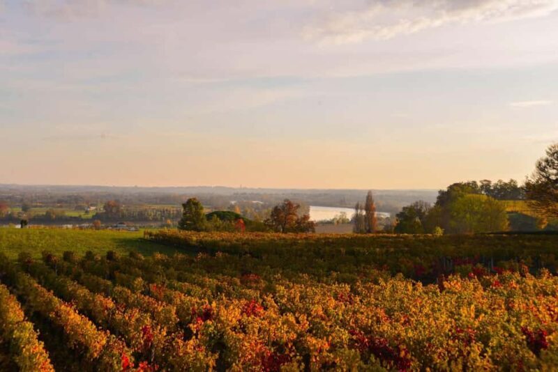 Fronsac vineyard mountain bike tour + wine tasting at La Closerie de Fronsac - In-Depth Review: What to Expect and Why It Matters
