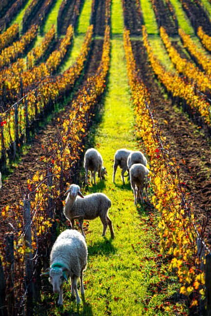 Fronsac vineyard mountain bike tour + wine tasting at La Closerie de Fronsac - FAQ