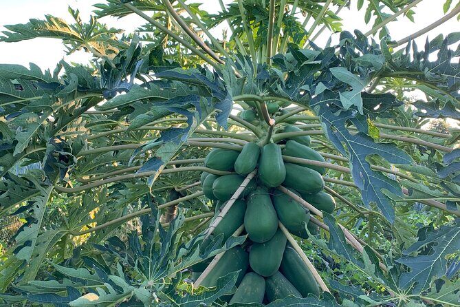 Fruit Garden and Mezcal Tasting Tour with Lunch Included - Why This Tour Works for Travelers