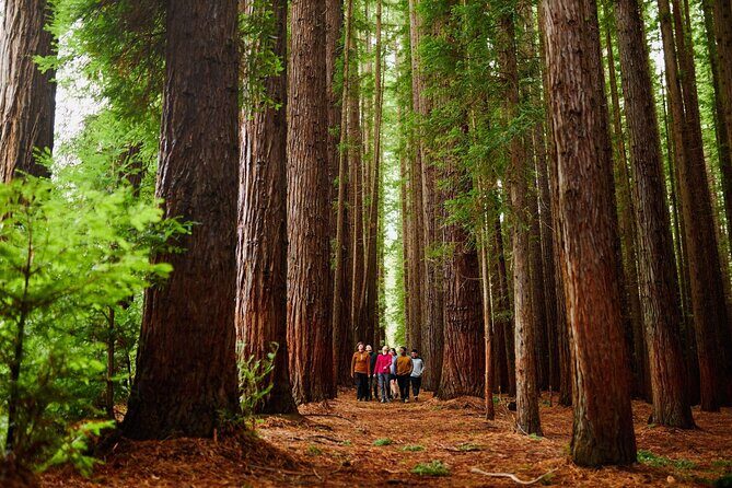 Fruit Picking & Nature Private Tour Yarra Valley & Warburton - A Detailed Look at the Tour Experience