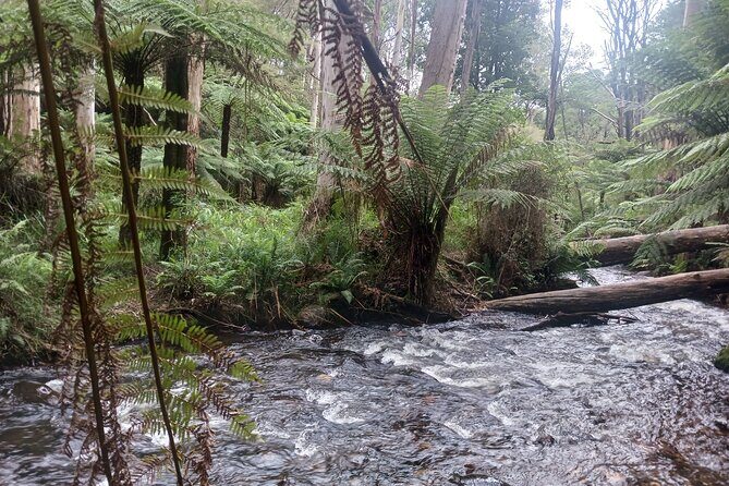 Fruit Picking & Nature Private Tour Yarra Valley & Warburton - Why Choose This Tour?