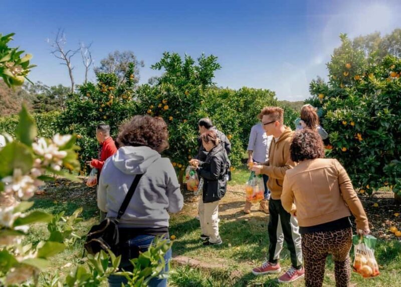 Fruit Picking & Nature Tour Yarra Valley & Warburton - A Personal Day Out in Yarra Valley & Warburton: Fruit Picking, Redwood Forest, and More