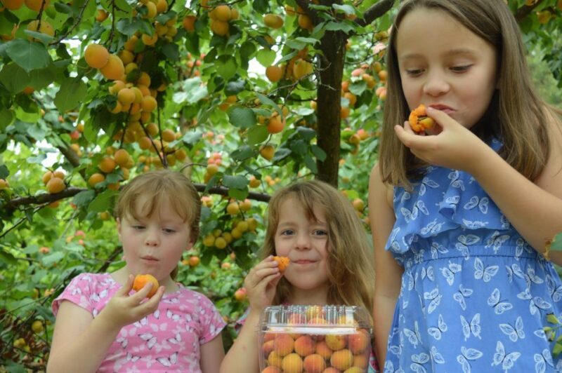 Fruit Picking & Nature Tour Yarra Valley & Warburton - Frequently Asked Questions