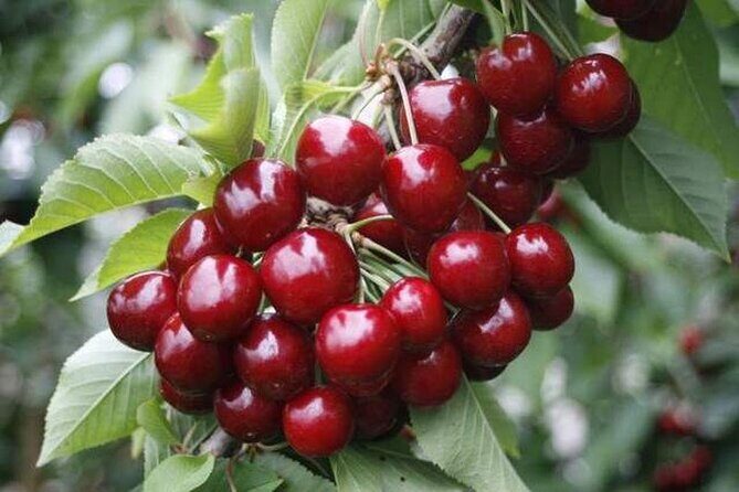 Fruits picking tour from Melbourne - A Fresh Look at Melbourne’s Fruit Picking Tour