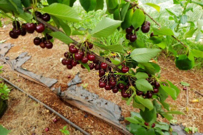 Fruits picking tour from Melbourne - The Full Scoop: A Detailed Review