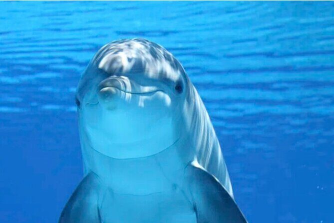 Ft Myers Beach Tiki Pub Fun in the Sun Dolphin Cruise - Fort Myers Beach Tiki Pub Fun in the Sun Dolphin Cruise: A Genuine Dive into the Waterborne Party Scene