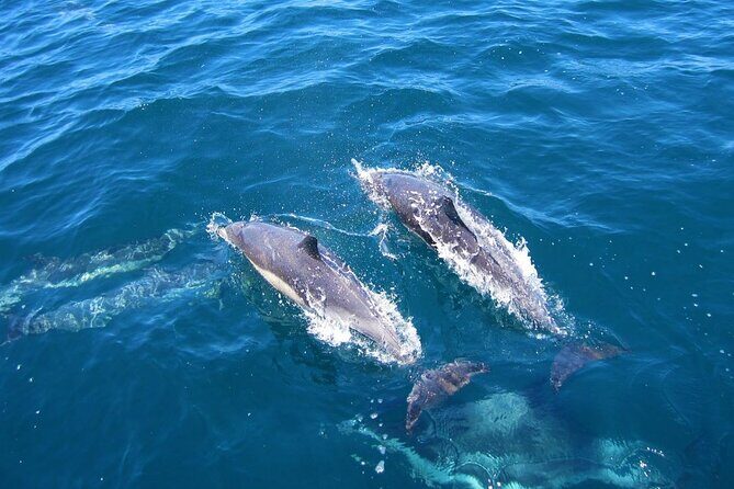 Ft Myers Beach Tiki Pub Fun in the Sun Dolphin Cruise - Summing Up: Is It Worth It?