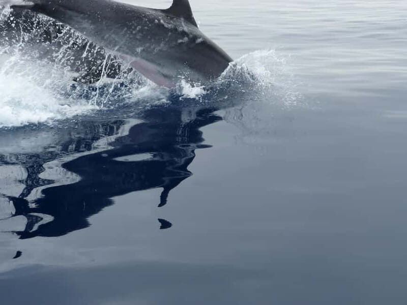 Fuengirola : 2 hours LUXURY Yacht Dolphin Trip DRINKS SNACKS - Authentic Feedback from Travelers
