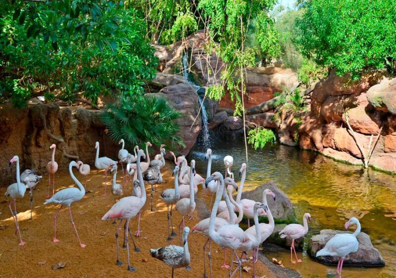 Fuengirola: Bioparc Entrance Ticket - Practical Tips for Visiting