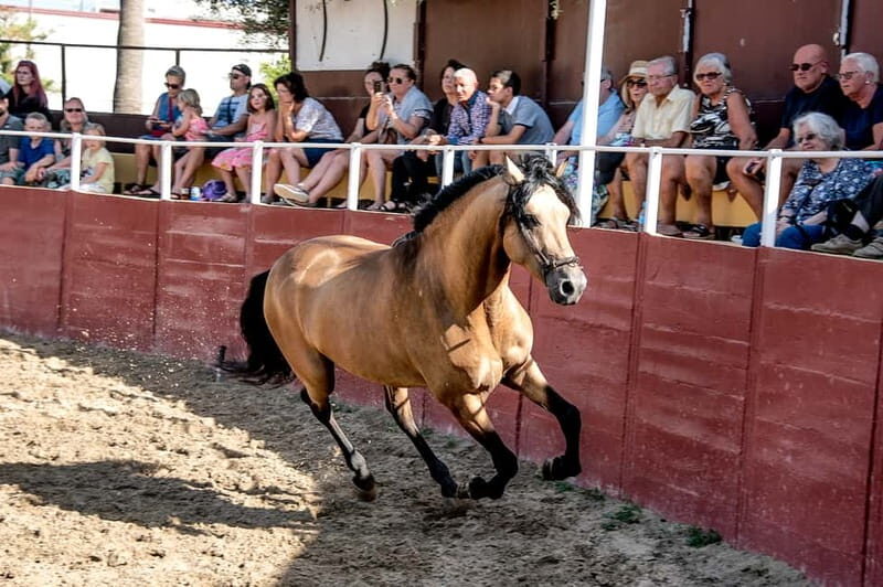 Fuengirola: Spanish Horse Show with Optional Dinner/Flamenco - The Sum Up