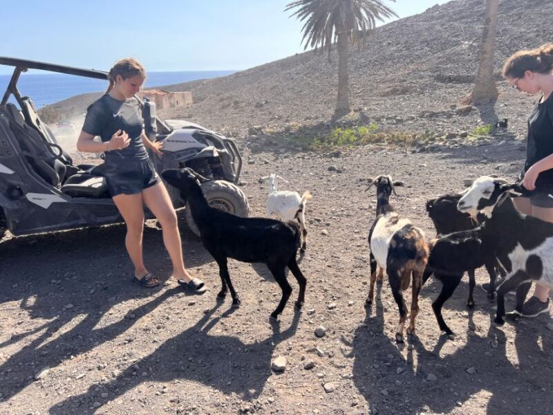 Fuerteventura : 2 hours Buggy Tour in Punta de Jandía - Fuerteventura: 2 Hours Buggy Tour in Punta de Jandía