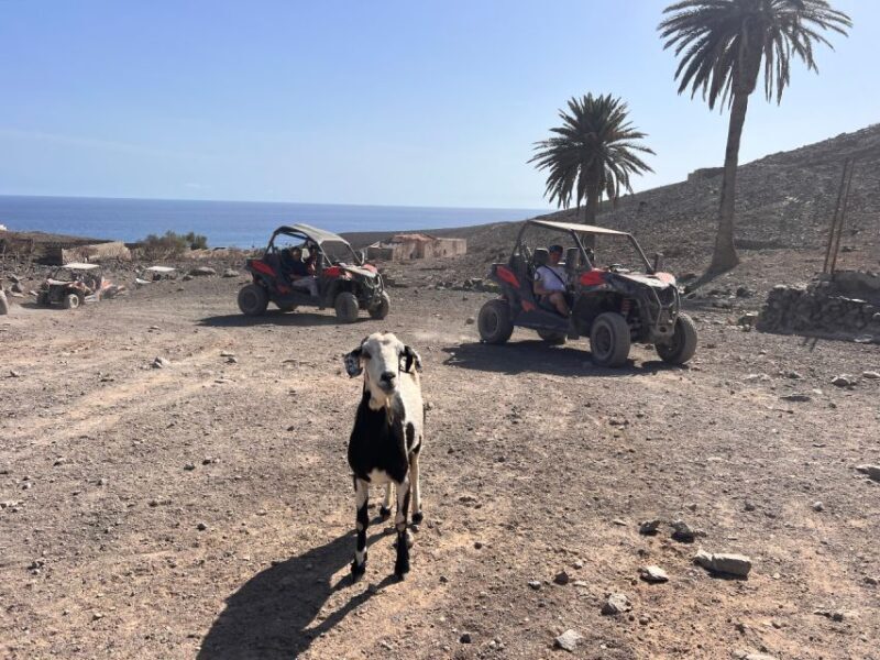 Fuerteventura : 2 hours Buggy Tour in Punta de Jandía - The Balance of Value and Experience