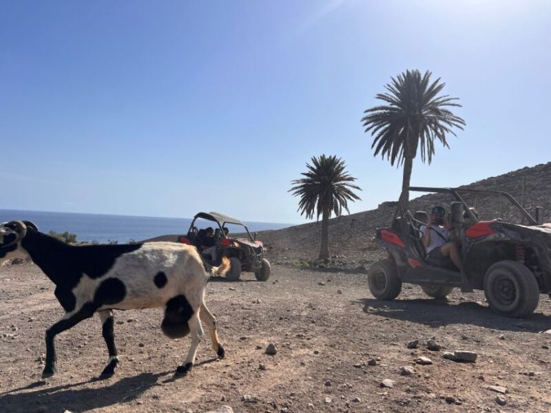 Fuerteventura : 2 hours Buggy Tour in Punta de Jandía - Who Will Enjoy This Tour?