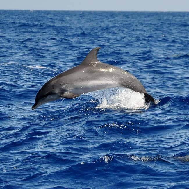 Fuerteventura: Catamarán navegación a vela y delfines. - A Day on the Blue Waters of Fuerteventura: Sailing, Dolphins, and Marine Life