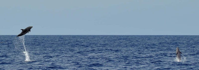 Fuerteventura: Catamarán navegación a vela y delfines. - Who Would Love This Experience?