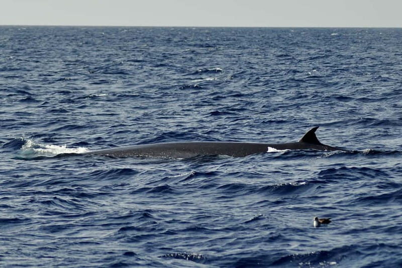 Fuerteventura: Catamarán navegación a vela y delfines. - Practical Tips for Your Day Out