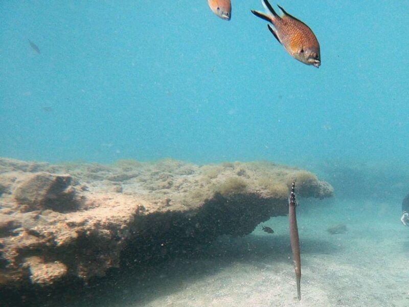 Fuerteventura: Discover Scuba Diving - Why This Tour Works Well