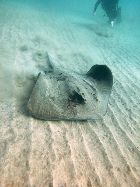 Fuerteventura: Discover Scuba Diving - Frequently Asked Questions