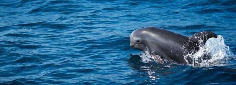 Fuerteventura: Dolphin watching and Lobo Island Combo Cruise - Authentic Experiences Highlighted by Travelers