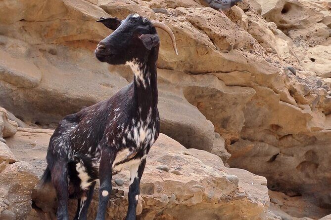 Fuerteventura: GRAND Highlights & Historic TOUR max 8 people - FAQ