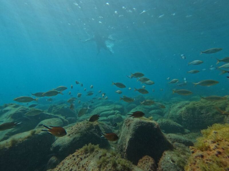 Fuerteventura: Guided Snorkeling in La Lajita with Pickup - Key Points