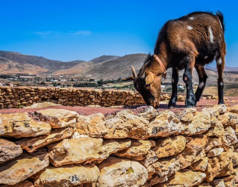 Fuerteventura: Guided Trekking Tour with Island Goats - A Closer Look at the Tour Experience