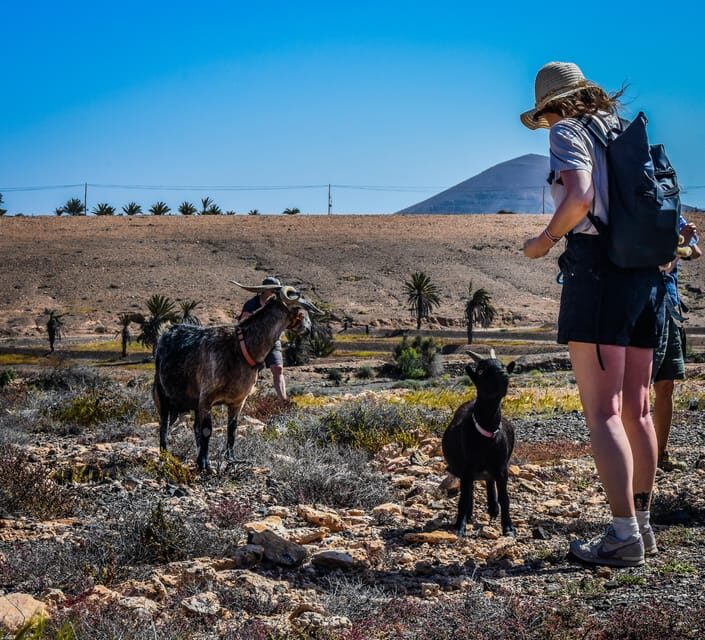 Fuerteventura: Guided Trekking Tour with Island Goats - Who Is This Tour Best For?
