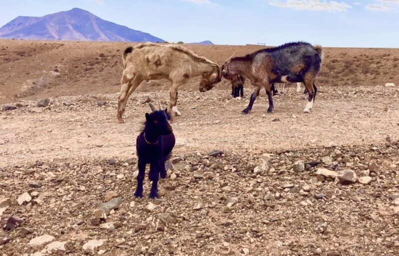 Fuerteventura: Guided Trekking Tour with Island Goats - The Itinerary in Detail