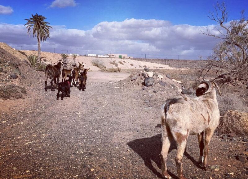Fuerteventura: Guided Trekking Tour with Island Goats - FAQ