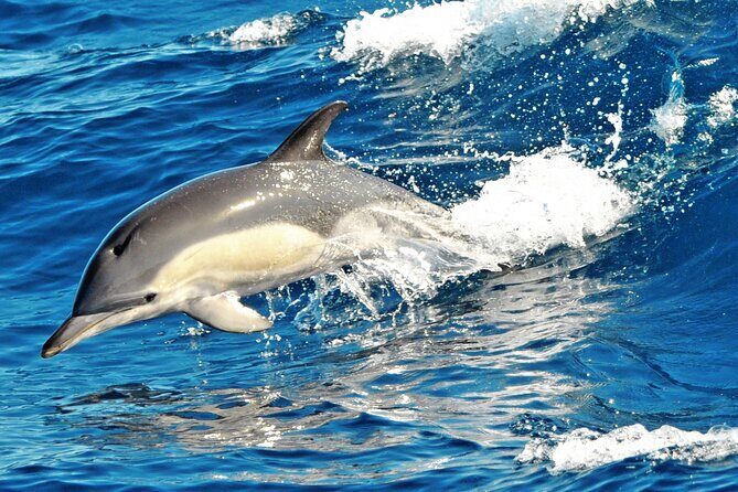 Fuerteventura: Magic Select Catamaran Trip with Food & Drinks - FAQ
