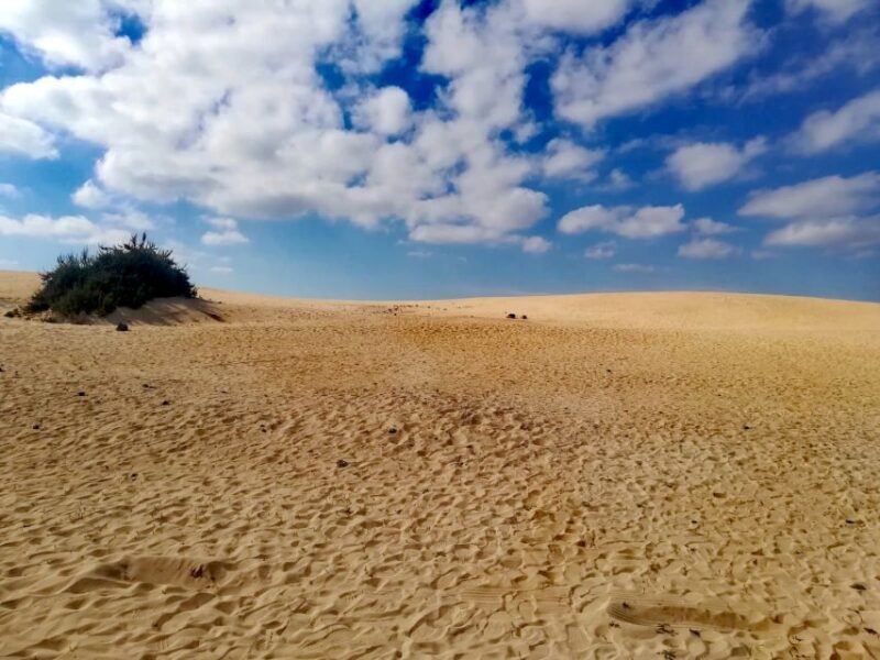 Fuerteventura: North of Fuerteventura for Cruise Passengers - The Practical Details: Transport, Timing, and Guides