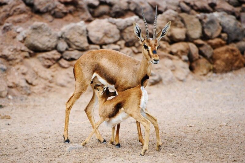 Fuerteventura: Oasis Wildlife Entry Ticket - Entrance and Ticket Options