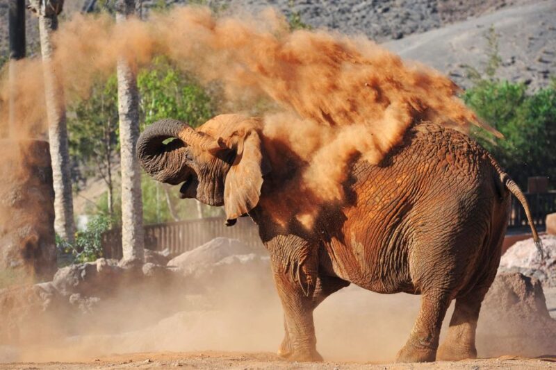 Fuerteventura: Oasis Wildlife Entry Ticket - Animal Encounters and Experiences